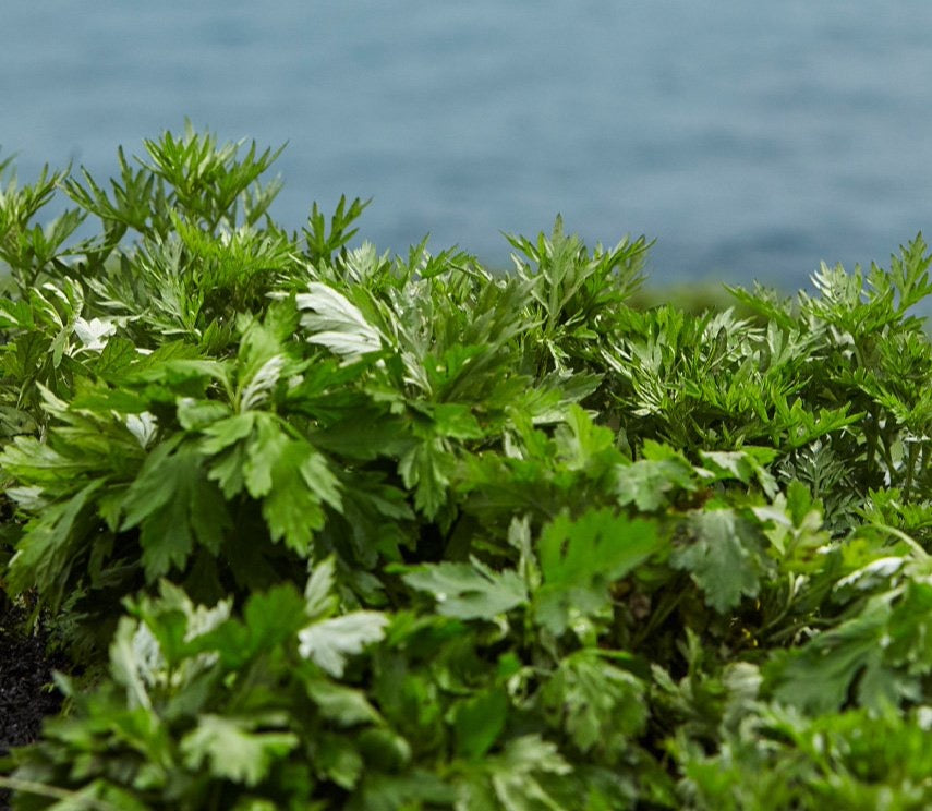 Hanyul-Pure-Artemisia-Calming-Balancing-Set – beauty &amp; skincare essential for daily radiance