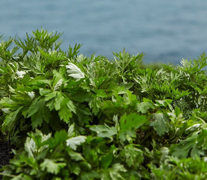 Hanyul-Pure-Artemisia-Calming-Balancing-Set – beauty &amp; skincare essential for daily radiance