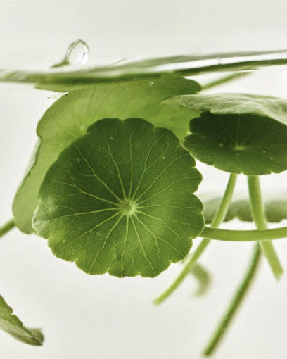 Beauty-Of-Joseon-Light-On-Serum-Centella-Vita-C-30Ml – beauty &amp; skincare essential for daily radiance